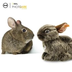 Steiff Knuffel Konijn National Geographic Vula Vulkaankonijn 5 Steiff Knuffel Konijn National Geographic Vula Vulkaankonijn -HoutenDier Winkel image 981